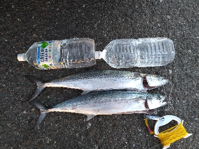 冬晴れの日のサゴシゲーム