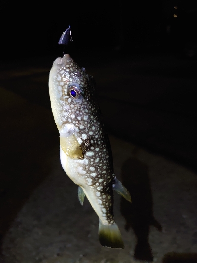 お久しぶりのガッシー！