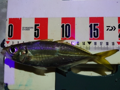 今年度最終釣行