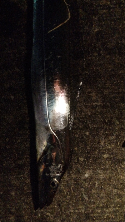 どじょうてんや