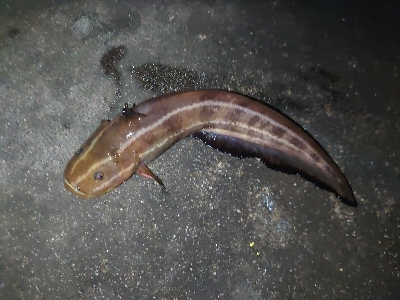 久しぶりの青イソメでのちょい投げ釣り