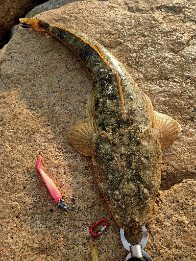 ヒラメ狙いでマゴチが釣れました