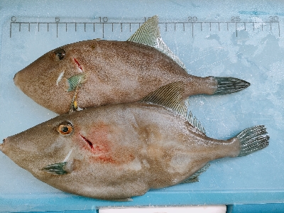 ウマヅラハギ船釣り@鍵庄さん