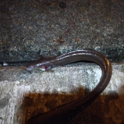 狙い通り　デカアナゴ