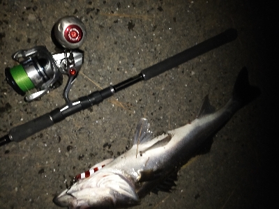 夕マズメ日没直後にシーバス