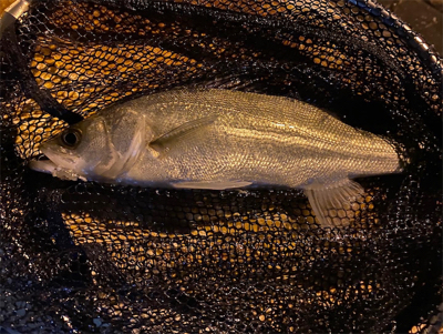 宵姫爽S78Mでシャローフリーク