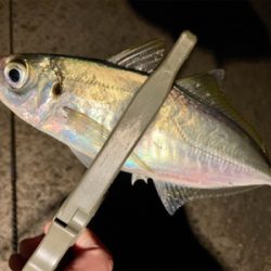 今日は夕まずめから!