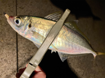 今日は夕まずめから!