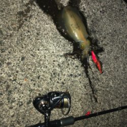 ラストエギング