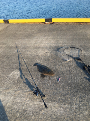 昨日に続いてヒラメゲット