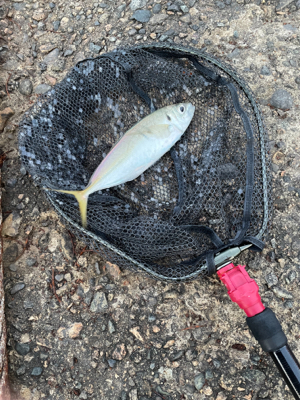 今期初尺アジ！