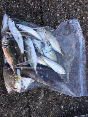 内向きも外向きも満足の釣果！