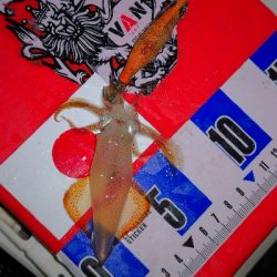 アジング練習338 鯵と神頭烏賊