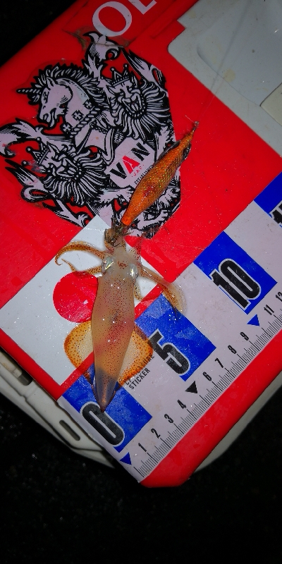 アジング練習338  鯵と神頭烏賊