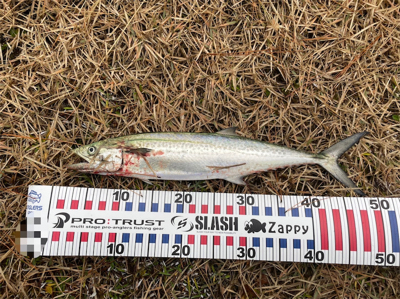 ナブラを追って