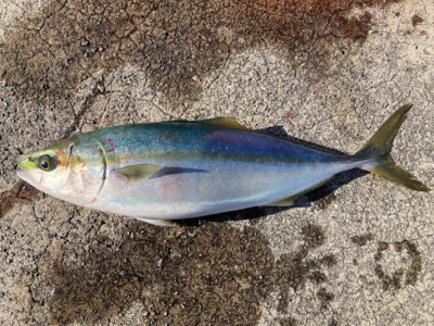 タチウオ！ハマチ！2021ライトゲーム第39戦