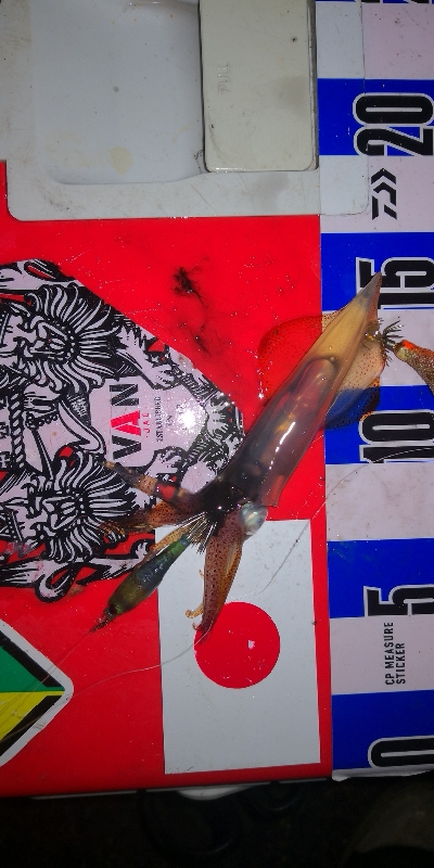 アジング練習339   神頭烏賊