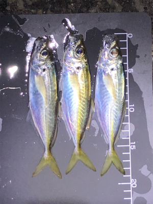 強風、極寒でした