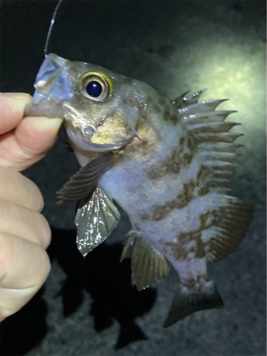 メバル時々ガシラ