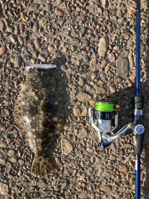 青物の引きでした