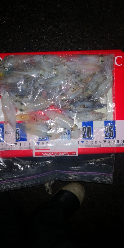 アジング練習340 ジンドウイカ