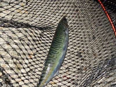 フロートアジング