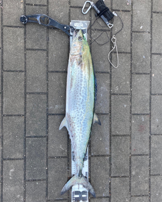 湾奥コスモクライマックス戦。鰆81センチ。。