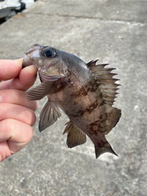 サクッとデイメバル