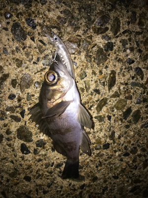 メバルプラッキング