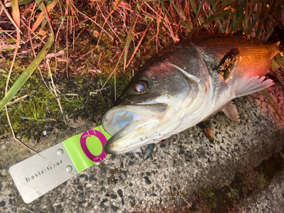 秋爆　シーバス！