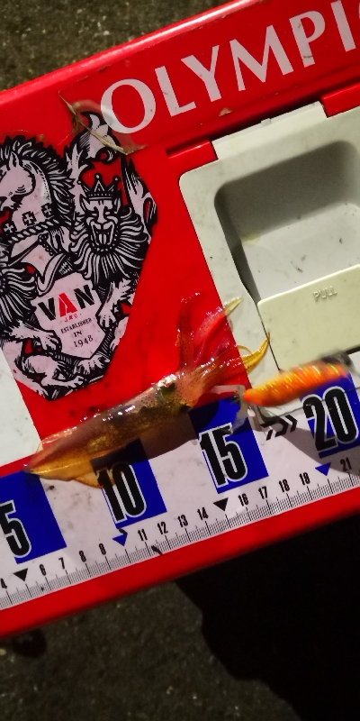 アジング練習341 ヒイカ