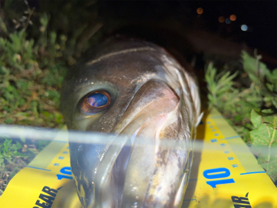 ぎりランカーシーバス!