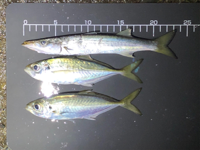 本日も修行でした…