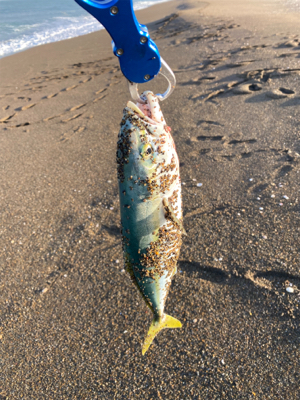 朝マズメジギング