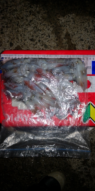 アジング練習342