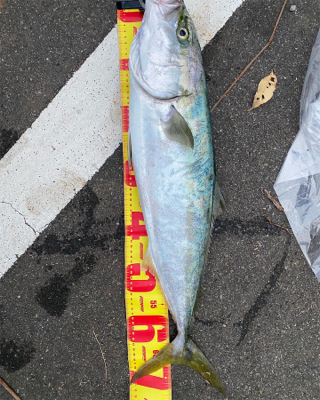 ヤズ 72cm