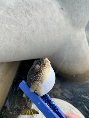 カマスの時合は短い