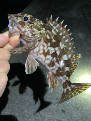 漁港ですライトゲーム