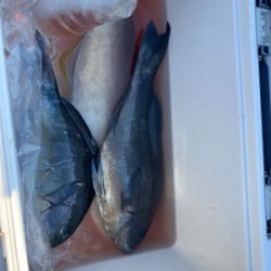 クロ釣りシーズン開幕