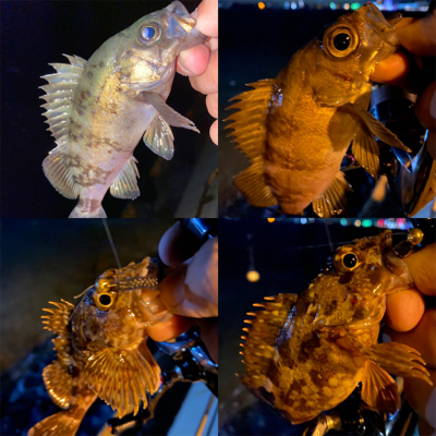 関門メバリング