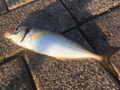 アジサバガシラの三種盛