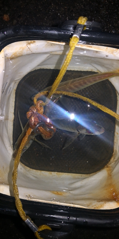 アジング練習344 小鯵と神頭烏賊