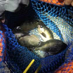 まぁまぁ渋いメバリング