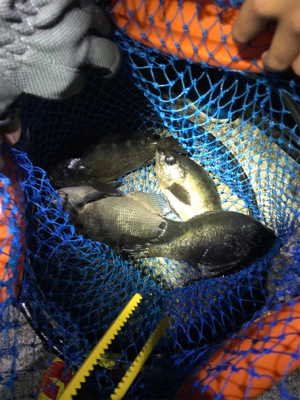 まぁまぁ渋いメバリング