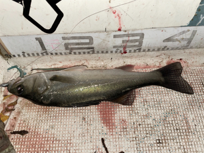 ボウズ逃れのボートシーバス