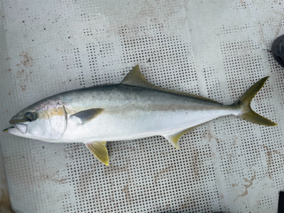 ジギング　仮屋湾