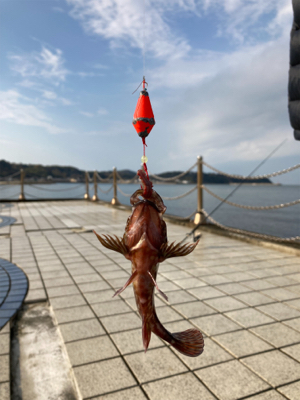 多賀の浜にてちょい釣り