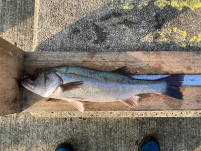 シーズン終盤も快釣