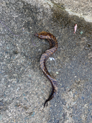 ウツボとネンブツ