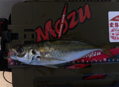 マズメチャレンジ